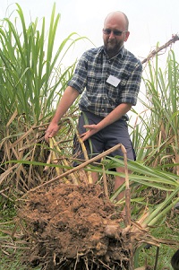 Cane farming in the Wet Tropics