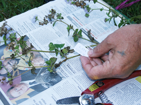 Herbarium ID - resized