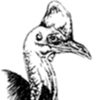 Cassowary Recovery Team