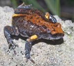 Magnificent Broodfrog